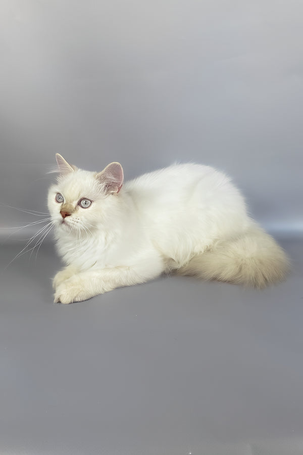 Fluffy white british longhair kitten named martin with striking green eyes on a sweet adoption journey