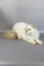 Martin | British Longhair Kitten
