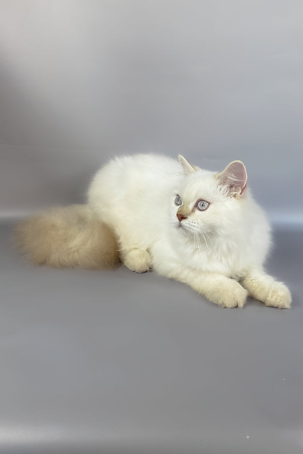 Martin british longhair kitten with fluffy white coat and striking blue eyes perfect for your adoption journey