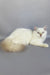 Martin | British Longhair Kitten
