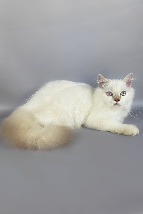 A fluffy white British longhair kitten with green eyes lying on a gray surface perfect for adoption journey