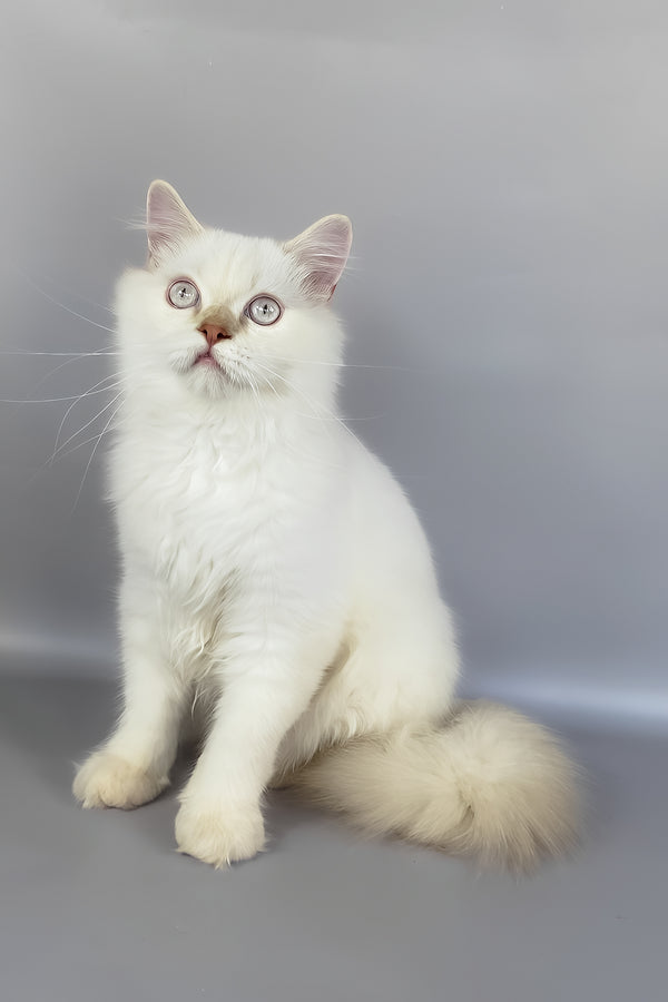 Martin | British Longhair Kitten