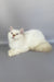 Martin | British Longhair Kitten