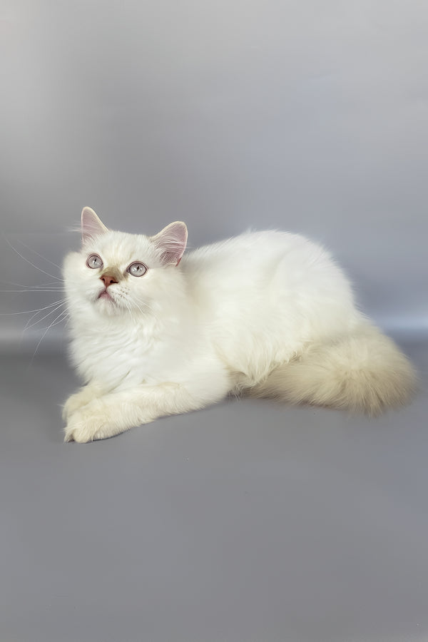 A fluffy white british longhair kitten with striking green eyes perfect for your adoption journey