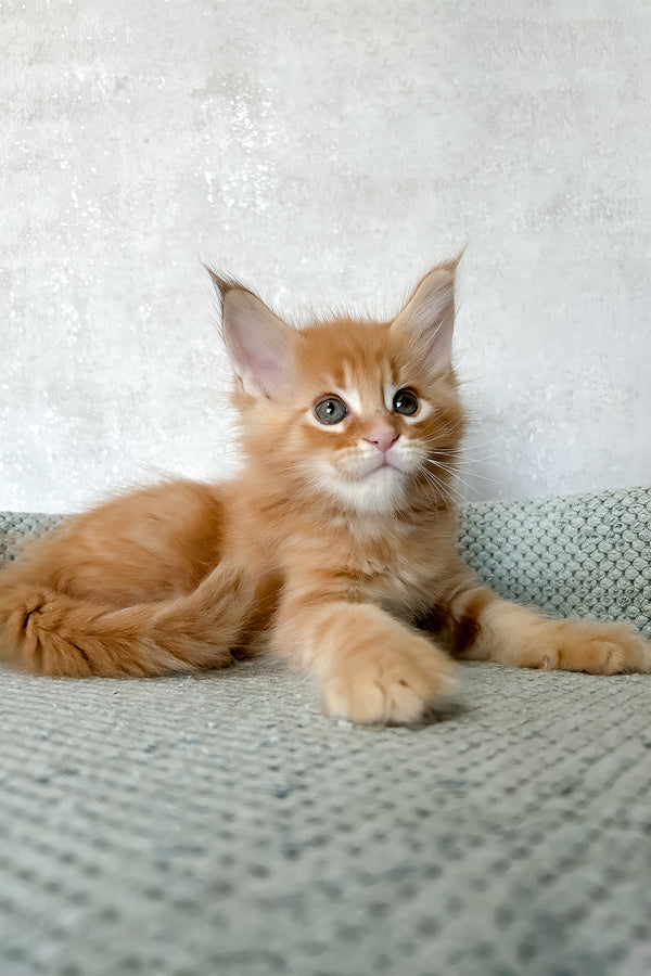 Megan | Maine Coon Kitten