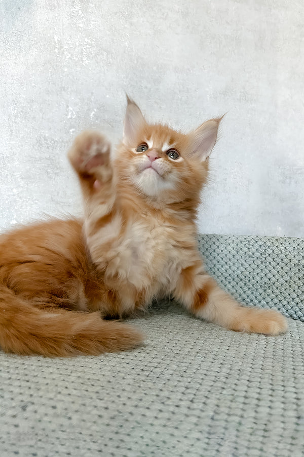Megan | Maine Coon Kitten