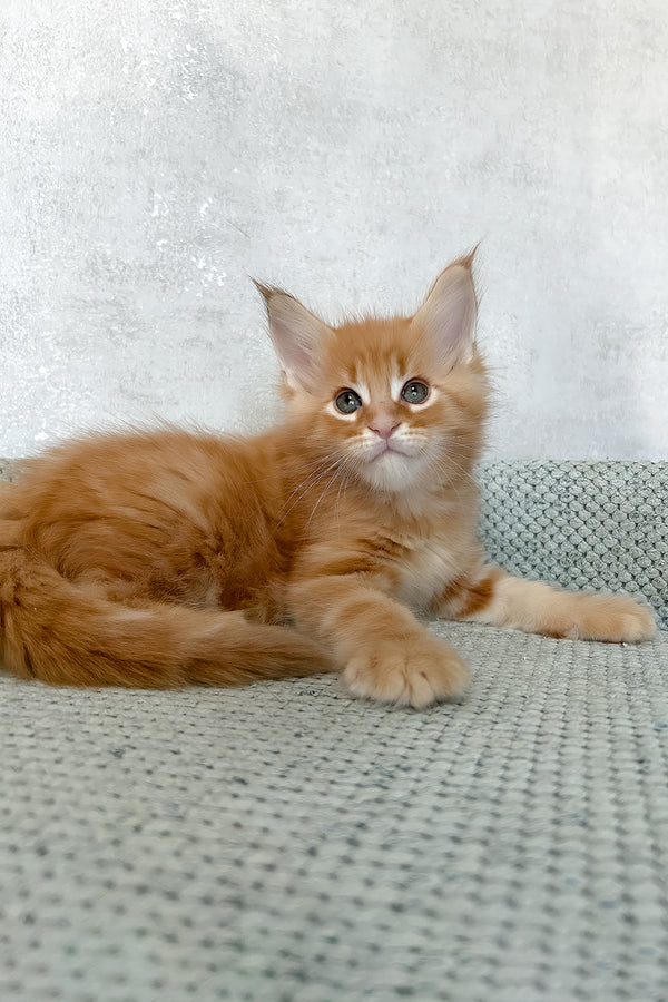 Megan | Maine Coon Kitten