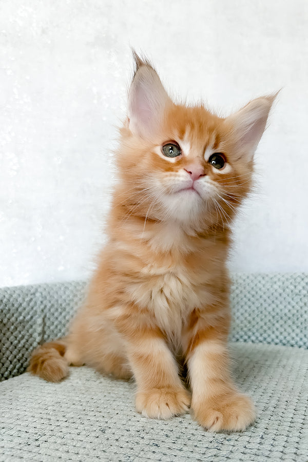 Megan | Maine Coon Kitten