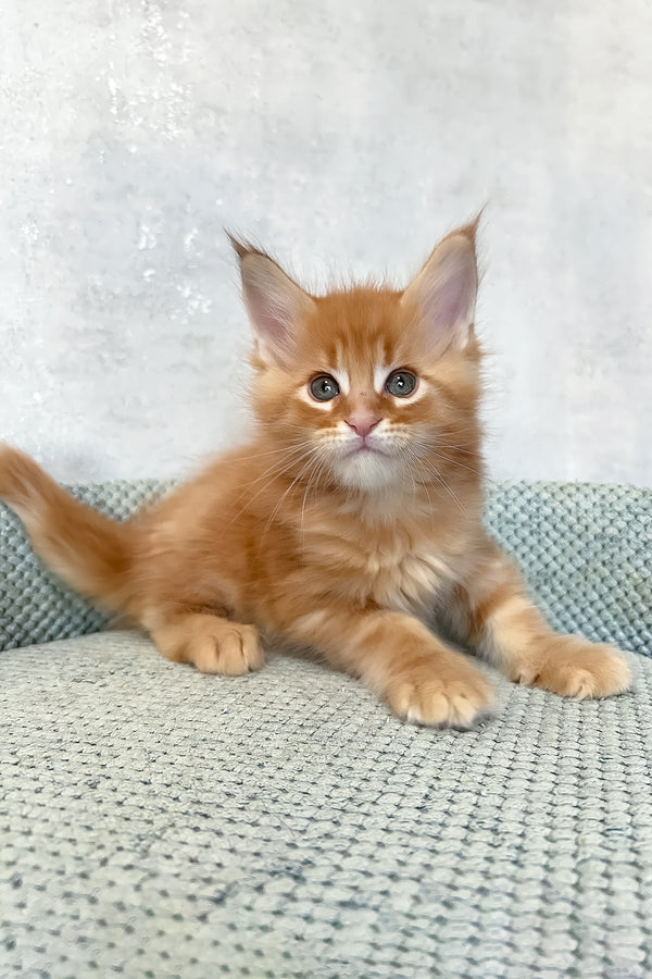 Megan | Maine Coon Kitten