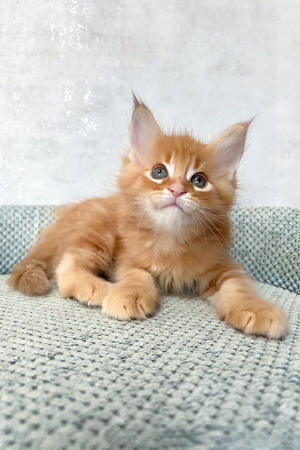 Megan | Maine Coon Kitten