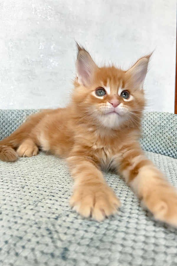 Megan | Maine Coon Kitten