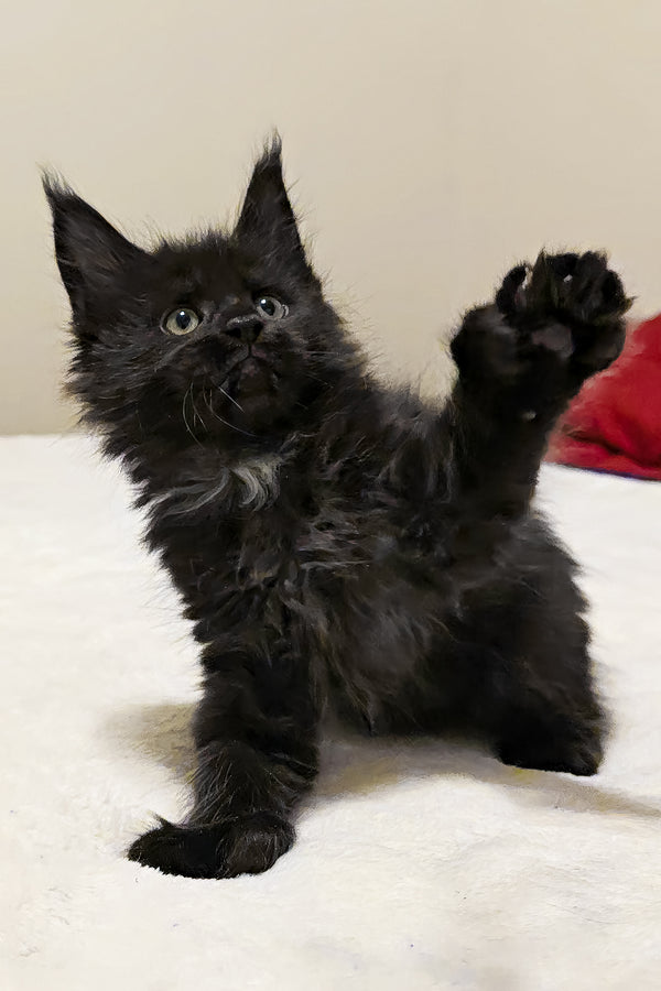Mercedes | Polydactyl Maine Coon Kitten