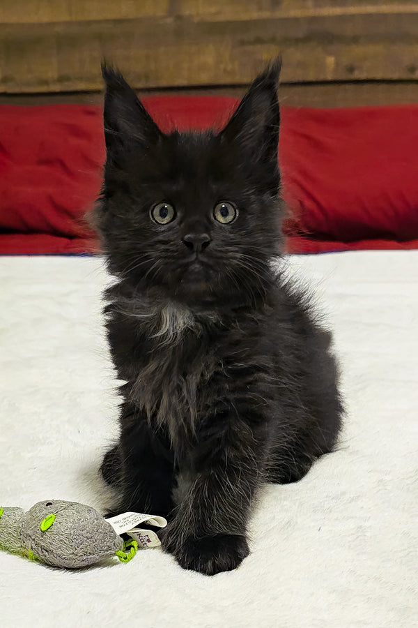 Mercedes | Polydactyl Maine Coon Kitten