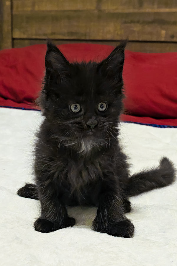 Mercedes | Polydactyl Maine Coon Kitten