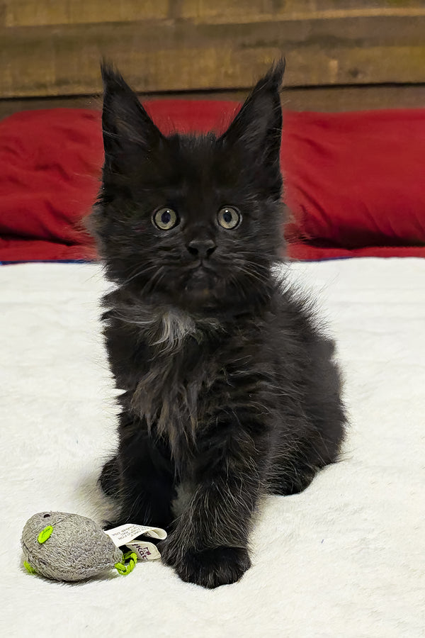 Mercedes | Polydactyl Maine Coon Kitten