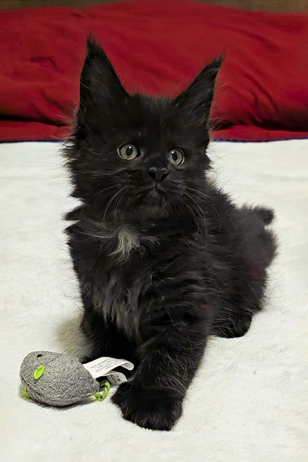 Mercedes | Polydactyl Maine Coon Kitten