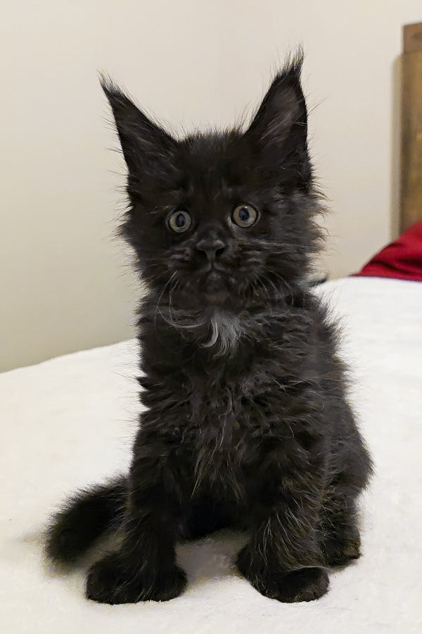 Mercedes | Polydactyl Maine Coon Kitten
