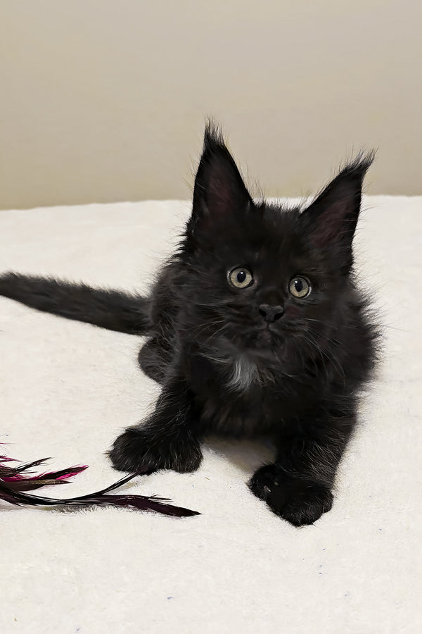 Mercedes | Polydactyl Maine Coon Kitten