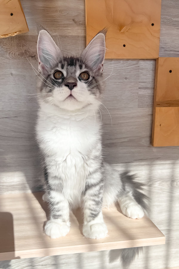Mercury | Maine Coon Kitten