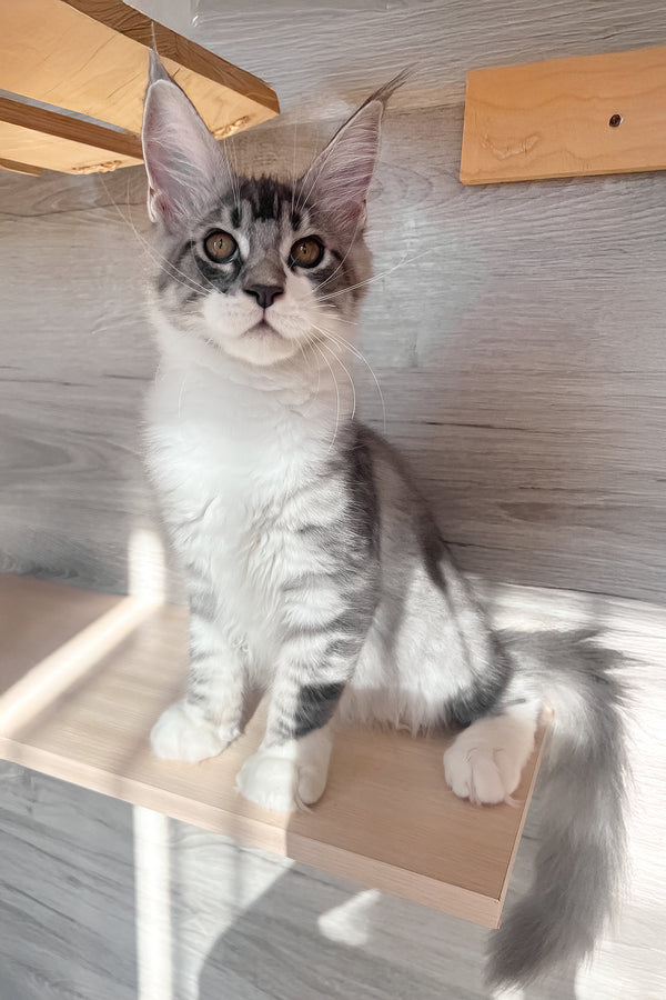 Mercury | Maine Coon Kitten