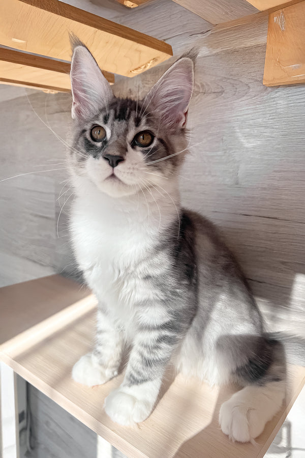 Mercury | Maine Coon Kitten