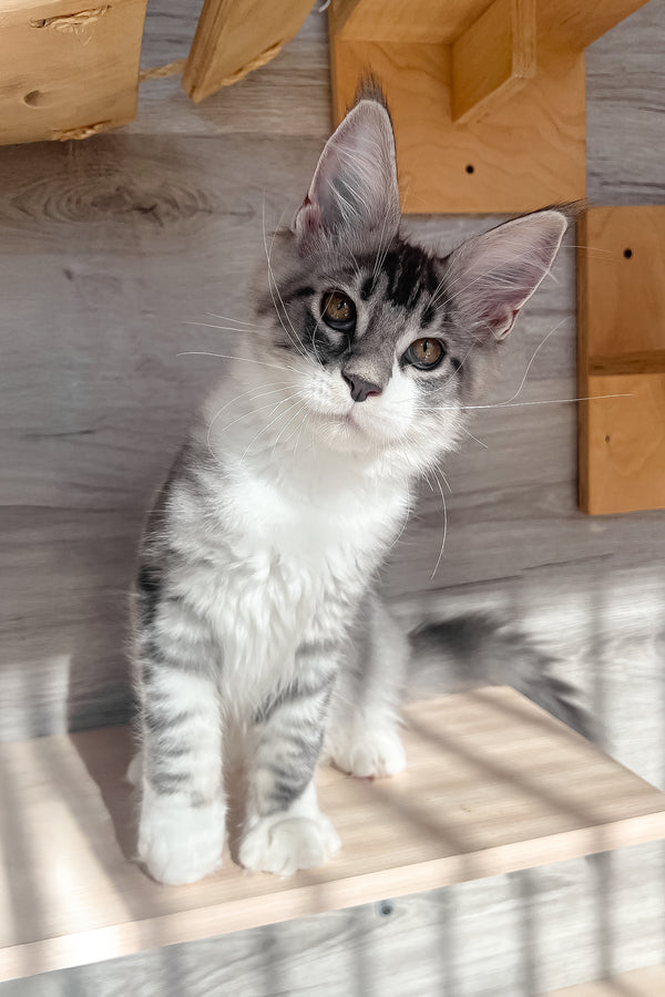 Mercury | Maine Coon Kitten