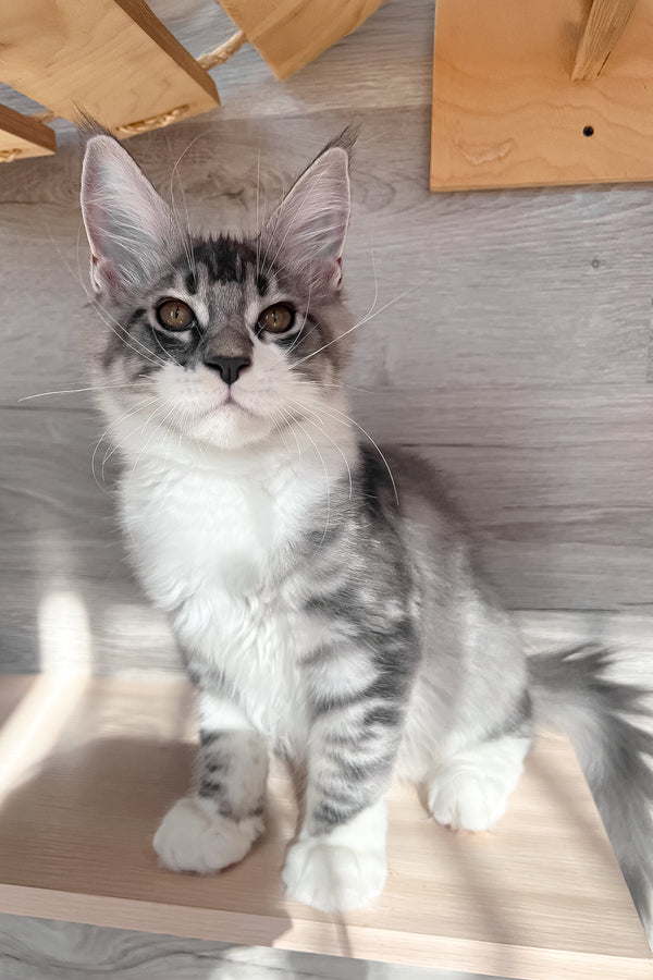 Mercury | Maine Coon Kitten