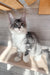 Mercury | Maine Coon Kitten