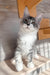 Mercury | Maine Coon Kitten
