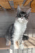 Mercury | Maine Coon Kitten