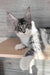 Mercury | Maine Coon Kitten