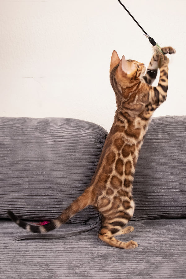 Mia | Bengal Kitten
