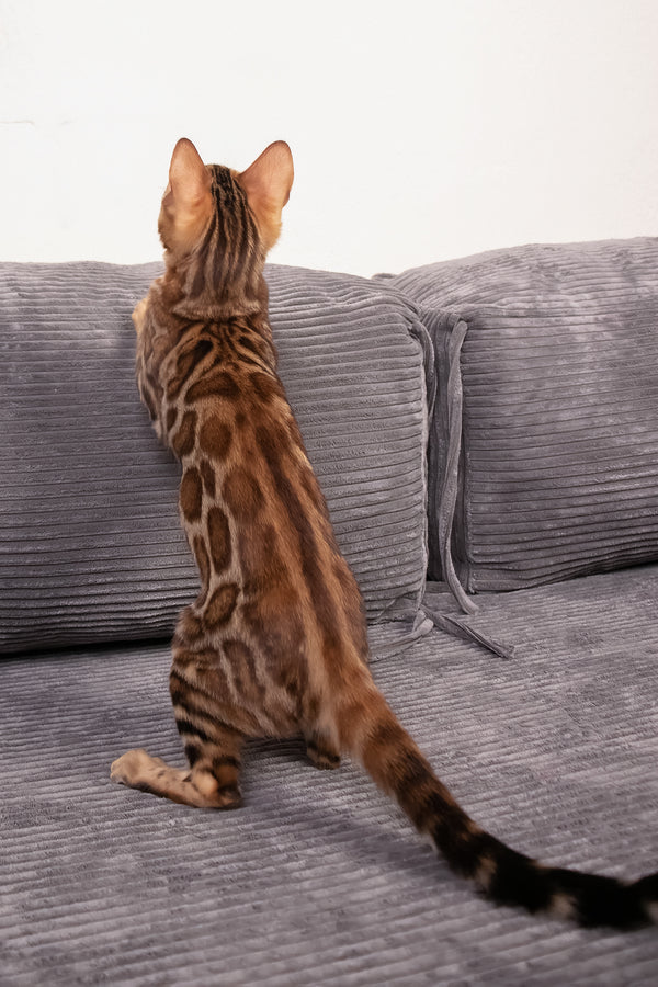 Mia | Bengal Kitten