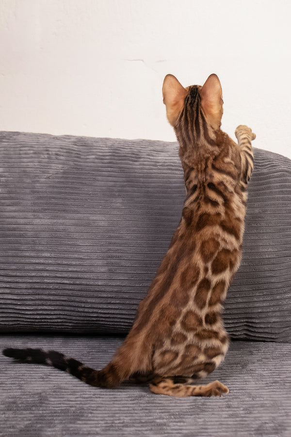 Mia | Bengal Kitten