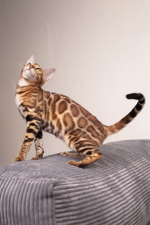 Mia | Bengal Kitten