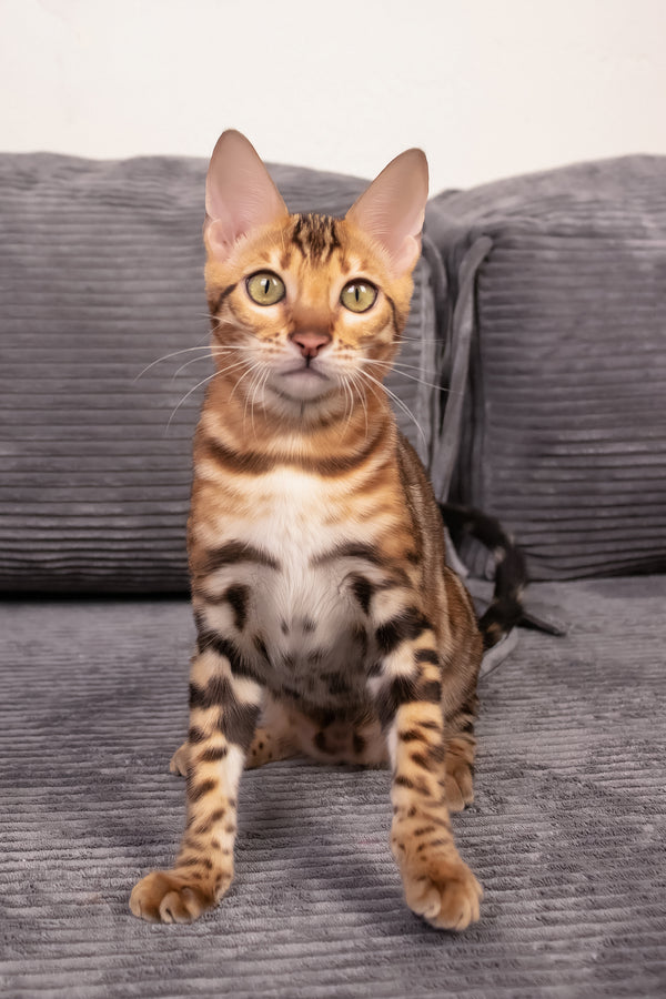 Mia | Bengal Kitten