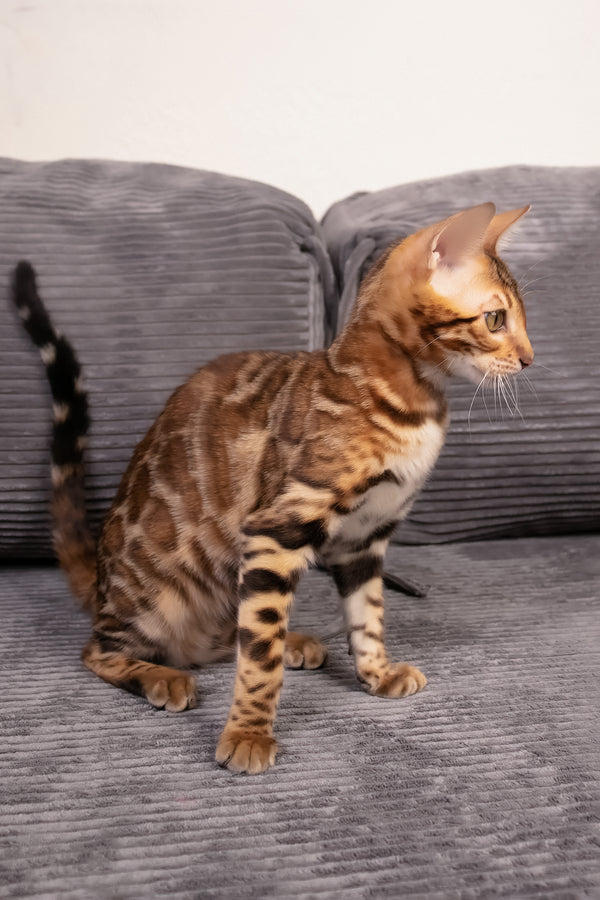 Mia | Bengal Kitten