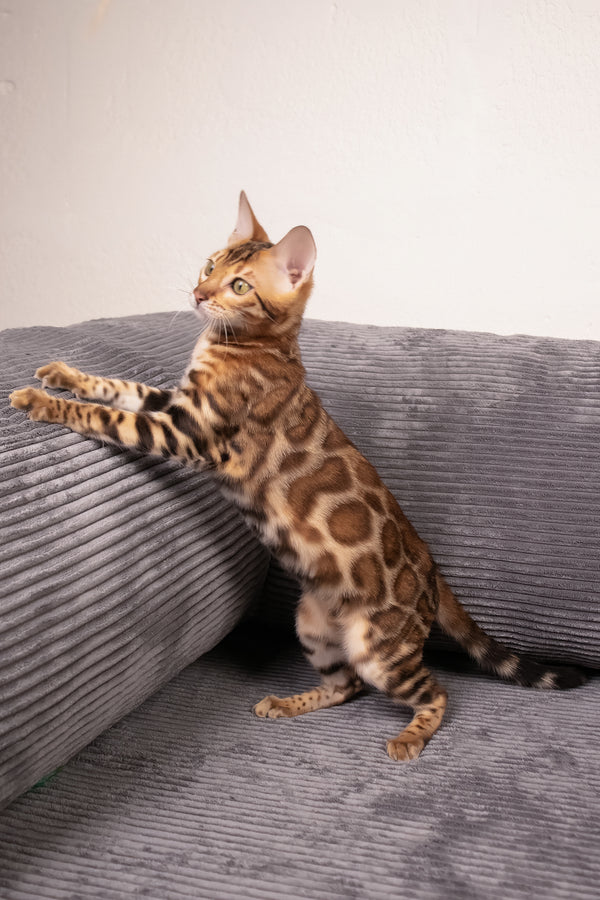 Mia | Bengal Kitten