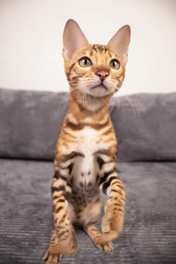Mia | Bengal Kitten
