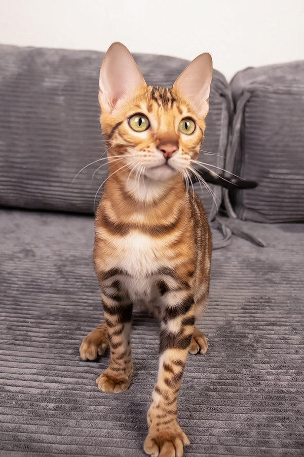 Mia | Bengal Kitten