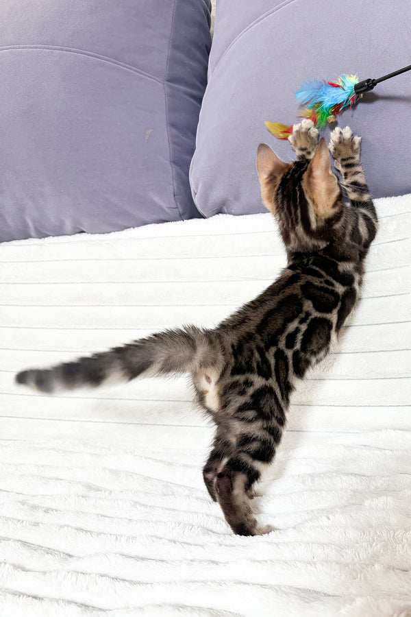 Michael | Bengal Kitten