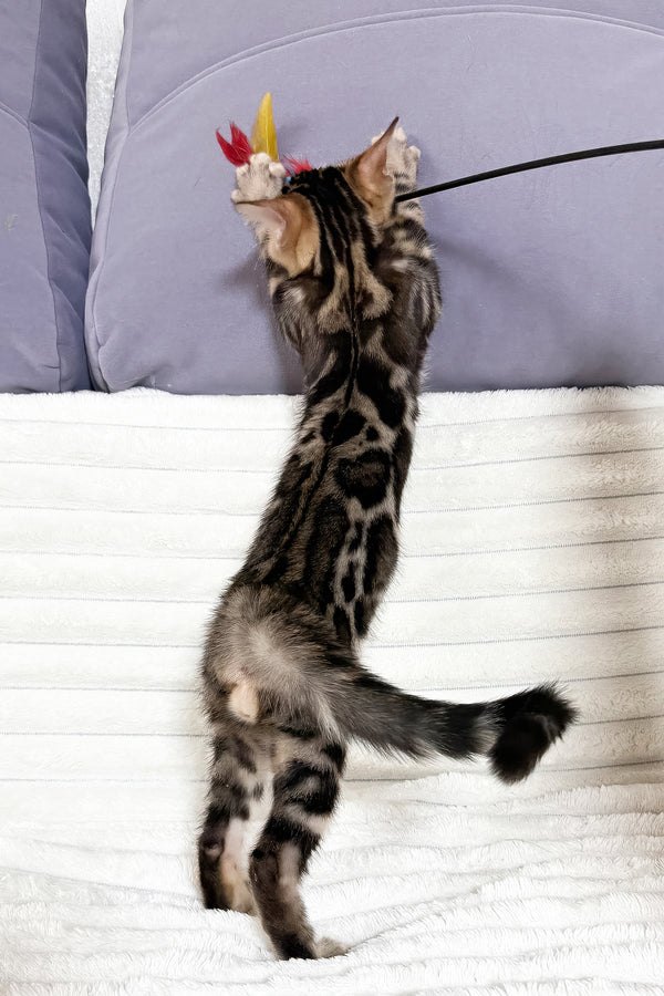 Michael | Bengal Kitten