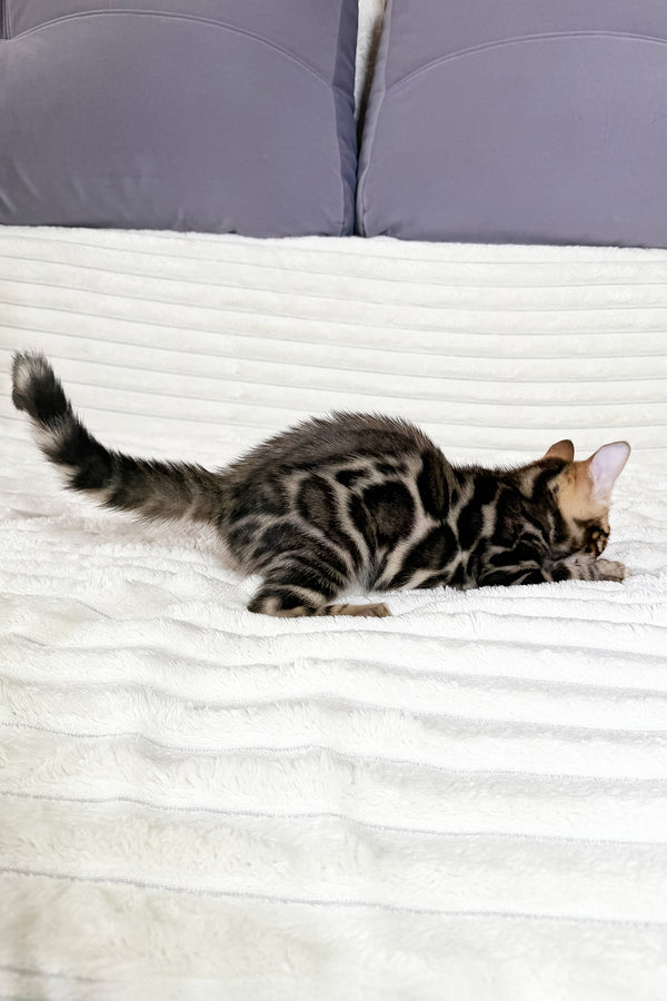 Michael | Bengal Kitten