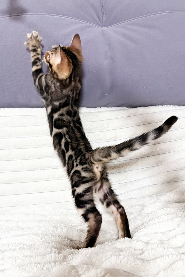 Michael | Bengal Kitten