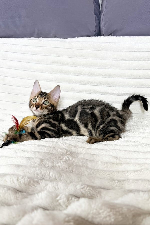 Michael | Bengal Kitten