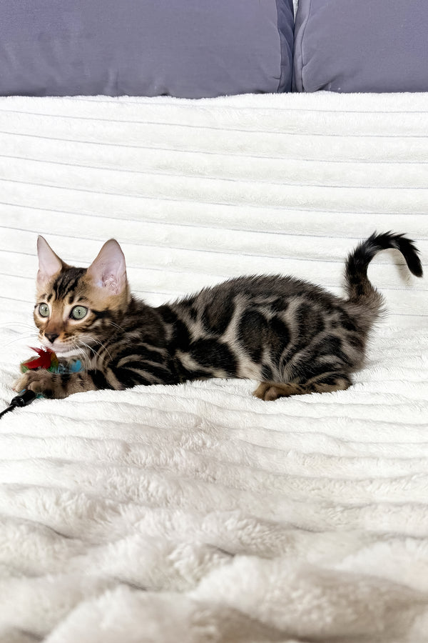 Michael | Bengal Kitten