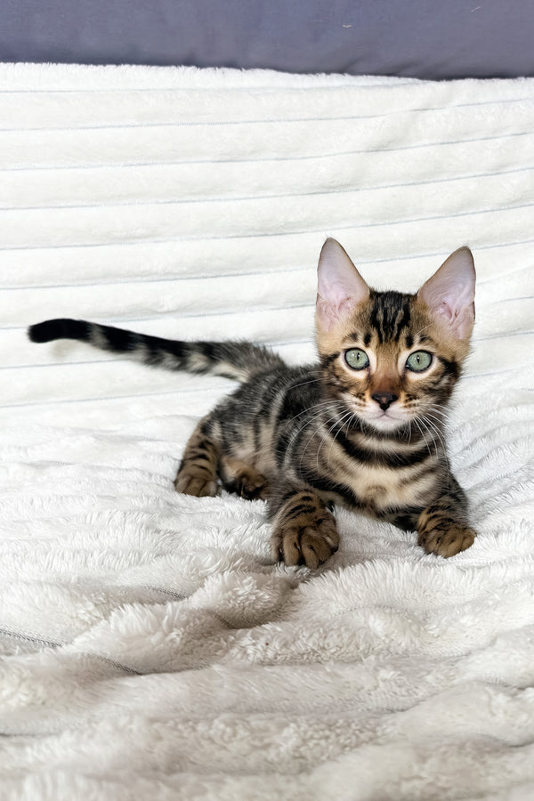 Michael | Bengal Kitten