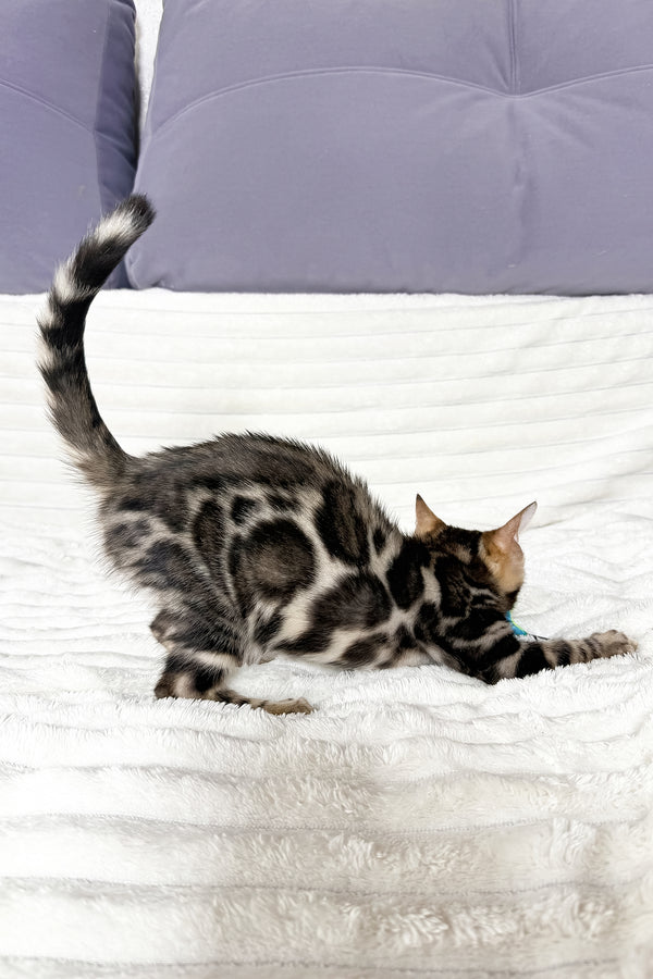 Michael | Bengal Kitten