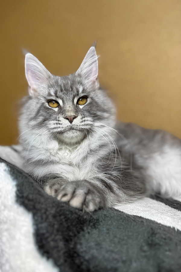 Michelle | Maine Coon Kitten