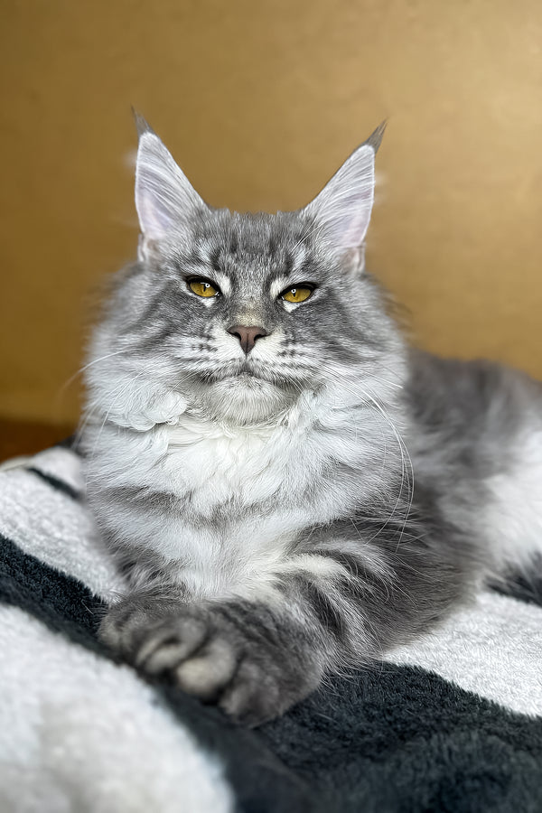 Michelle | Maine Coon Kitten